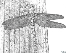 dragonfly Amaphepha Ombala Aprintwayo